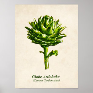 Affiche Illustration botanique vintage, Artichoke