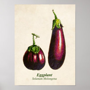 Affiche Illustration Botanique vintage, Aubergines