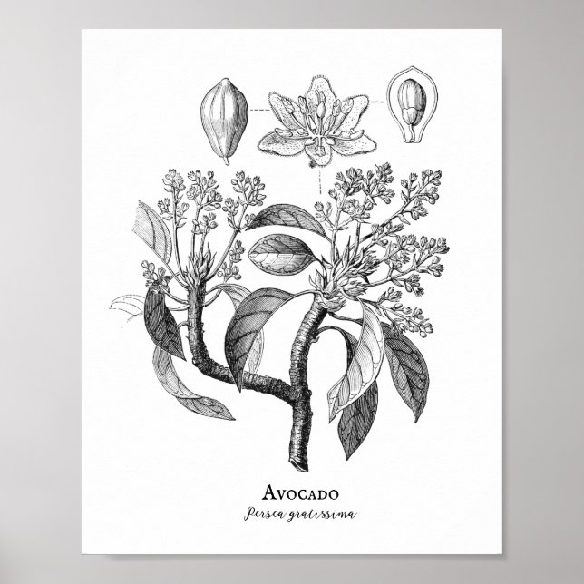 Affiche Illustration botanique Vintage Avocado (Devant)