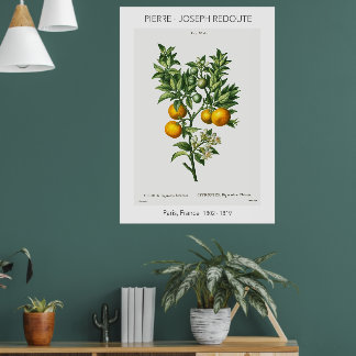 Affiche Illustration botanique Vintage d'agrumes orange