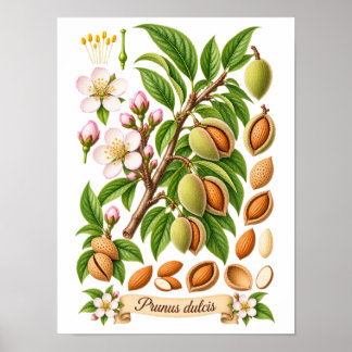 Affiche Illustration botanique vintage d'amande