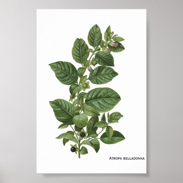 Affiche Illustration botanique vintage d'Atropa Belladonna (Devant)