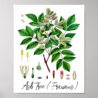 Affiche Illustration botanique Vintage de Ash Tree