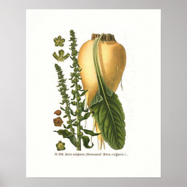 Affiche Illustration botanique vintage de betterave sucriè (Devant)