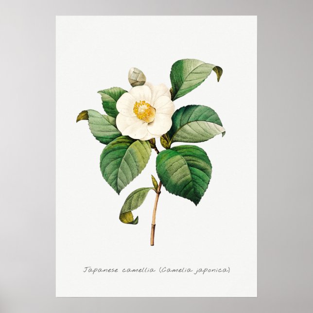 Affiche Illustration botanique vintage de Camellia (Devant)
