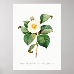 Affiche Illustration botanique vintage de Camellia