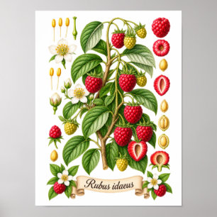 Affiche Illustration Botanique Vintage de Framboise
