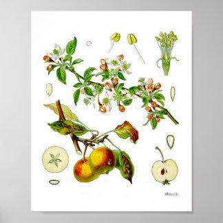 Affiche Illustration botanique Vintage de Fruit Pomme