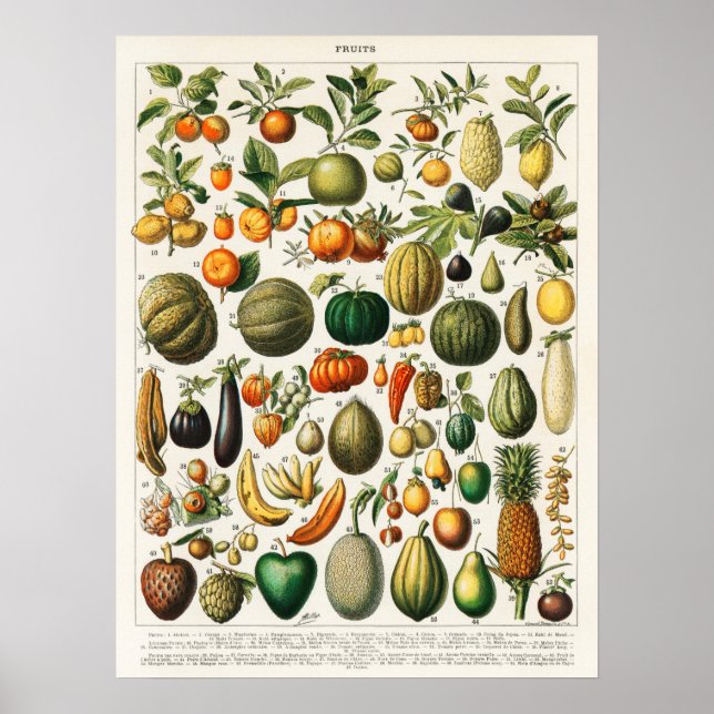 Affiche Illustration botanique vintage de fruits (Devant)