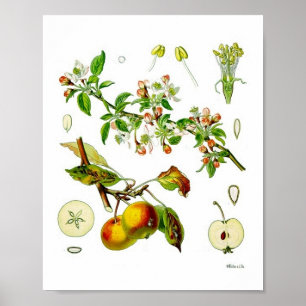 Affiche Illustration botanique vintage de la fleur de pomm