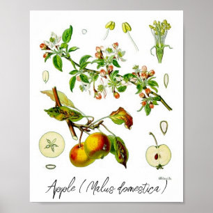 Affiche Illustration botanique vintage de la fleur de pomm