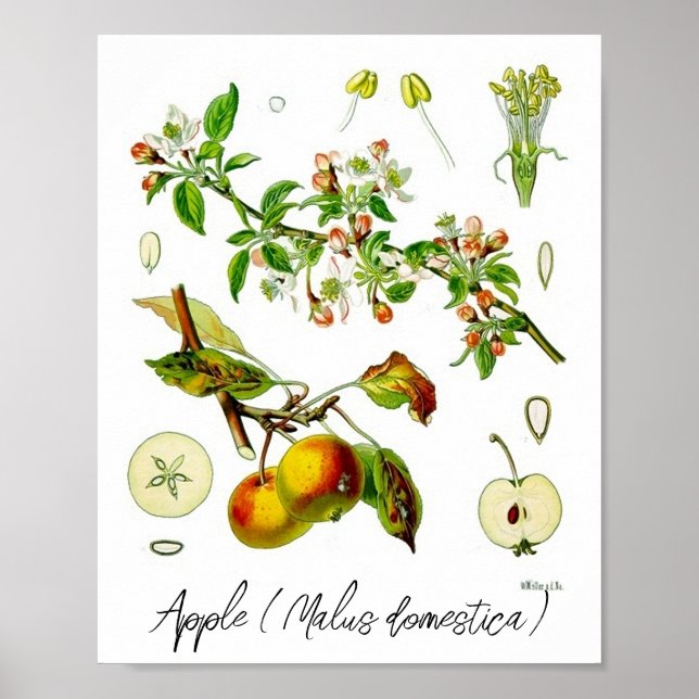 Affiche Illustration botanique vintage de la fleur de pomm (Devant)