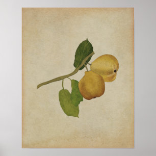 Affiche Illustration botanique vintage de la poire jaune