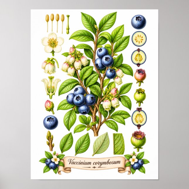 Affiche Illustration Botanique Vintage de Myrtille (Devant)
