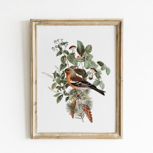 Affiche Illustration botanique vintage d'oiseau et de cham