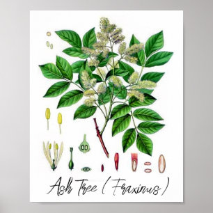 Affiche Illustration botanique vintage du frêne
