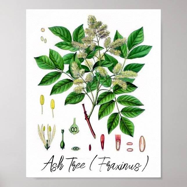 Affiche Illustration botanique vintage du frêne  (Devant)