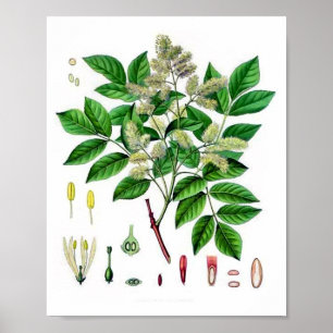 Affiche Illustration botanique vintage du frêne