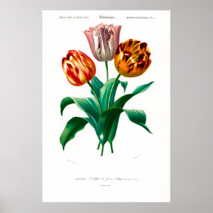 Affiche Illustration botanique vintage d'une tulipe