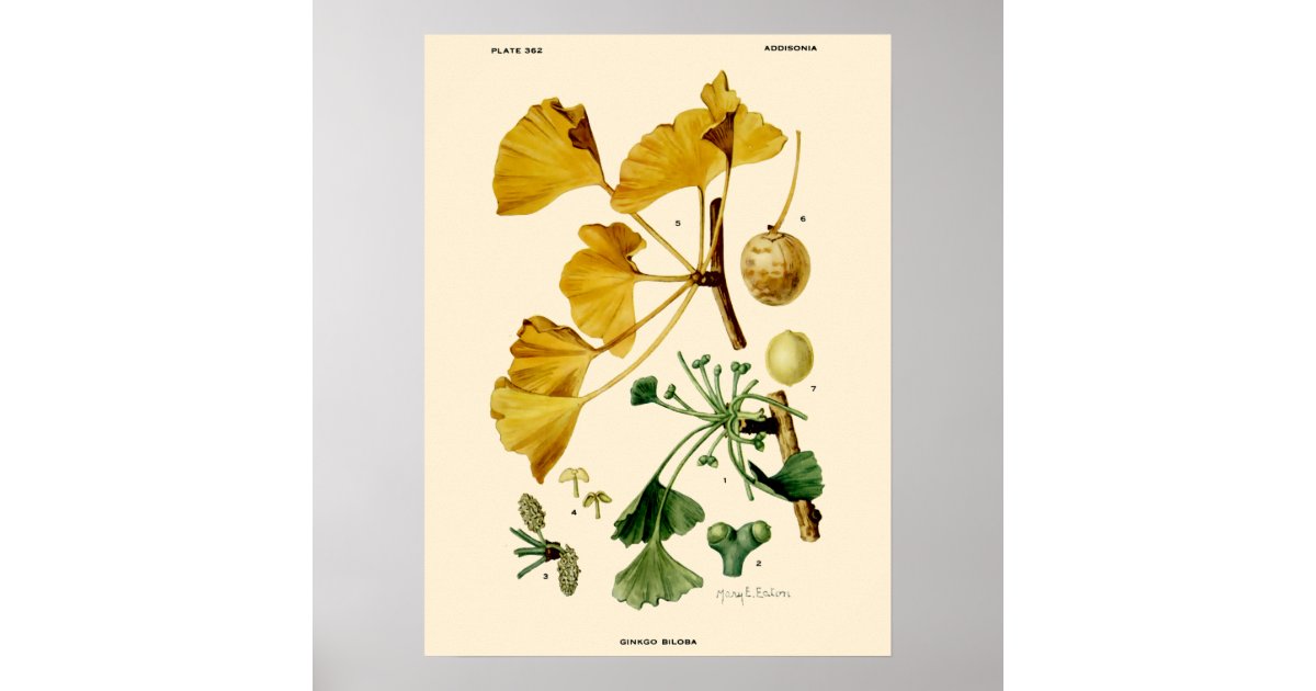 affiche-illustration-botanique-vintage-ginkgo-biloba-zazzle-fr
