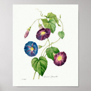 Affiche Illustration botanique vintage Gloire du matin
