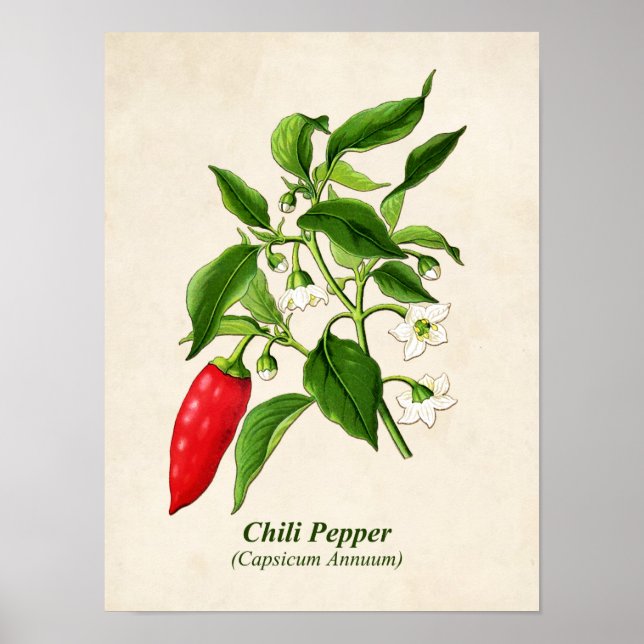 Affiche Illustration botanique vintage, poivron chili (Devant)