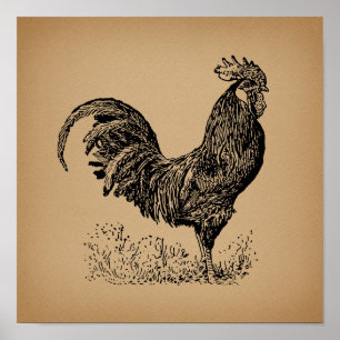 Affiche Illustration Brown d'un coq d'époque