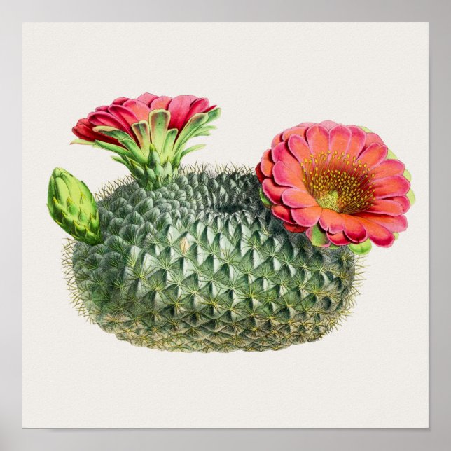 Affiche Illustration Cactus (Devant)