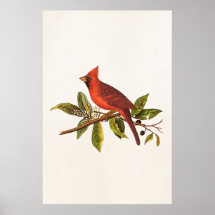 Affiche Illustration cardinale vintage d'oiseau de chanson
