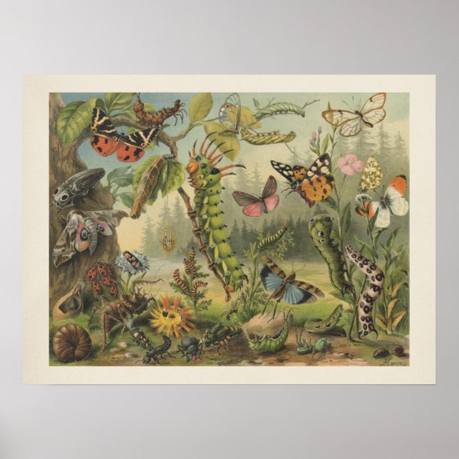 Affiche Illustration colorée d'insectes Vintages (Devant)