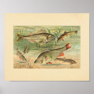 Affiche Illustration couleur de l'impression de poisson d'
