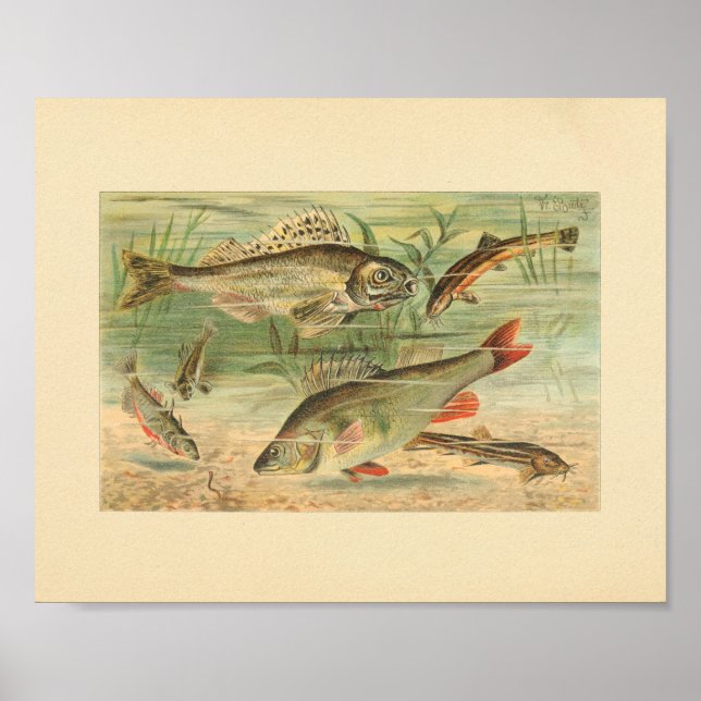 Affiche Illustration couleur de l'impression de poisson d' (Devant)