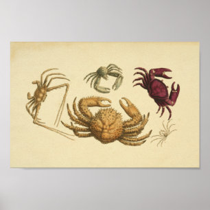 Affiche Illustration couleur vintage de l'art crabe Imprim
