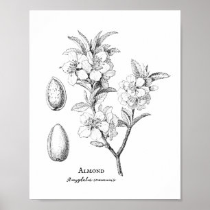 Affiche Illustration d'amandes botaniques vintages