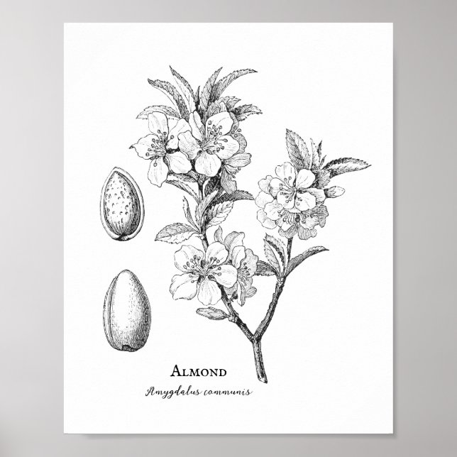 Affiche Illustration d'amandes botaniques vintages (Devant)