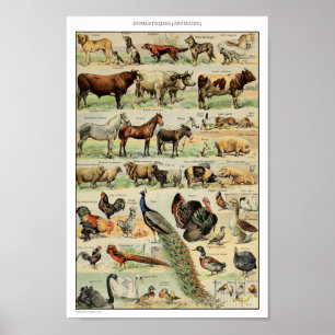 Affiche Illustration d'animaux domestiques vintages
