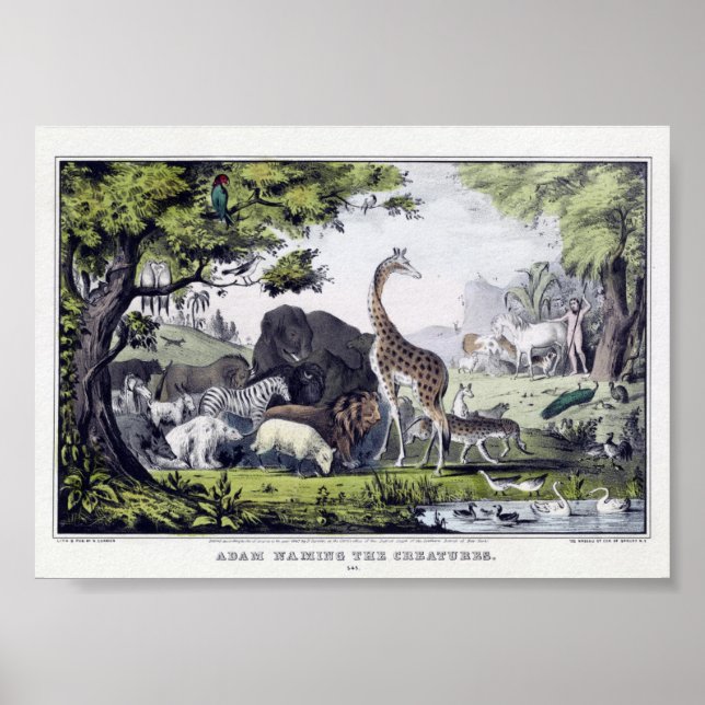 Affiche Illustration d'animaux sauvages vintages (Devant)