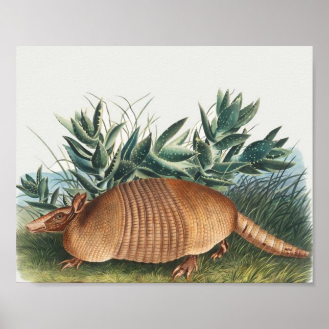 Affiche Illustration d'Armadillo Vintage (Devant)
