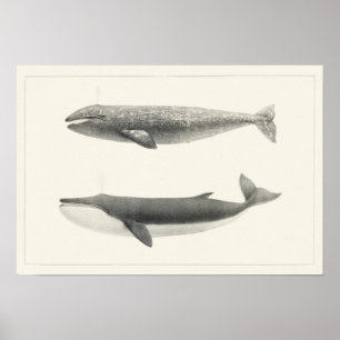 Affiche Illustration de baleine vintage