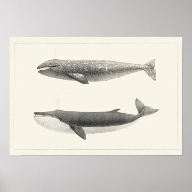Affiche Illustration de baleine vintage (Devant)