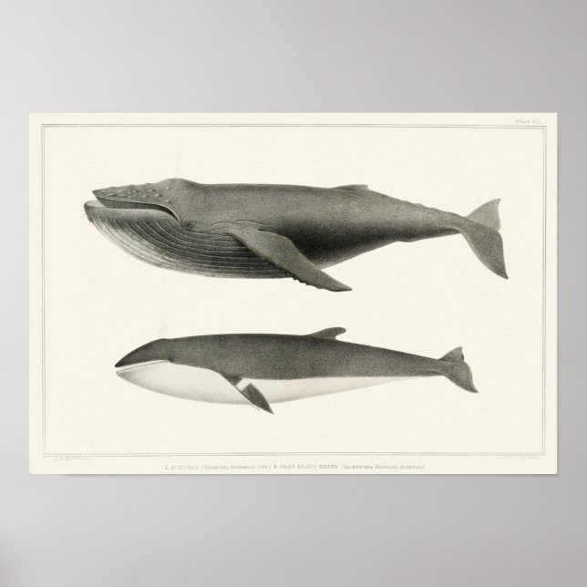 Affiche Illustration de baleine vintage (Devant)