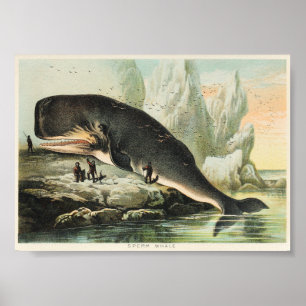 Affiche Illustration de baleine vintage