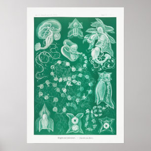 Affiche Illustration de calmar vintage