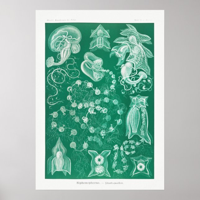 Affiche Illustration de calmar vintage (Devant)