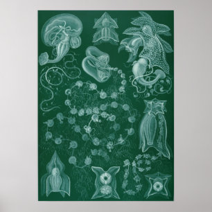Affiche Illustration de calmar vintage