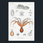 Affiche Illustration de calmar vintage/poulpe<br><div class="desc">Dessin de la vie marine</div>