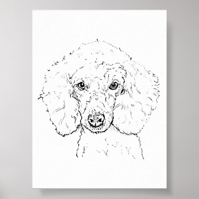 Affiche Illustration de chien caniche mignon, dessinée à l (Devant)