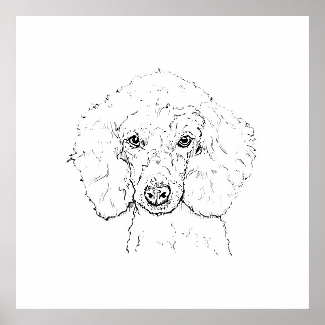 Affiche Illustration de chien caniche mignon, dessinée à l (Devant)