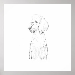 Affiche Illustration de chien Caniche Standard