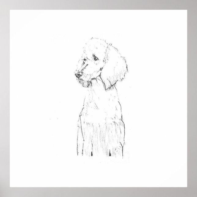 Affiche Illustration de chien Caniche Standard  (Devant)